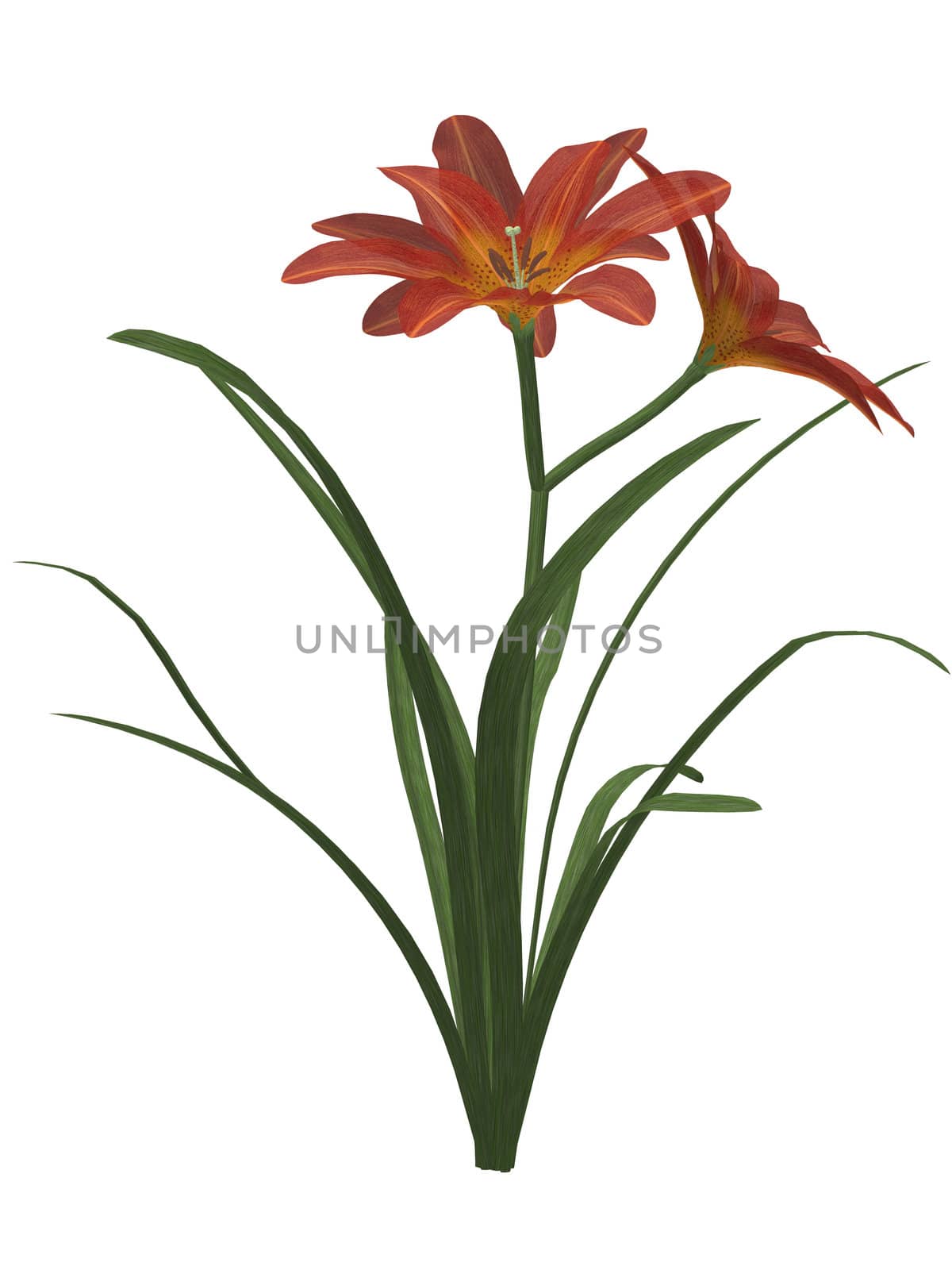 One Orange lily on a white background