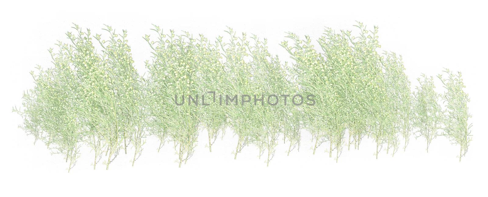 White & green grass  foliage on a white background