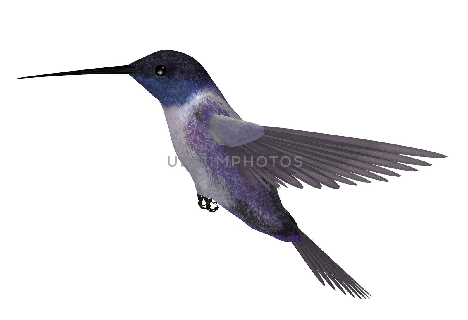 Blue purple hummingbird with wings spread in mid flight