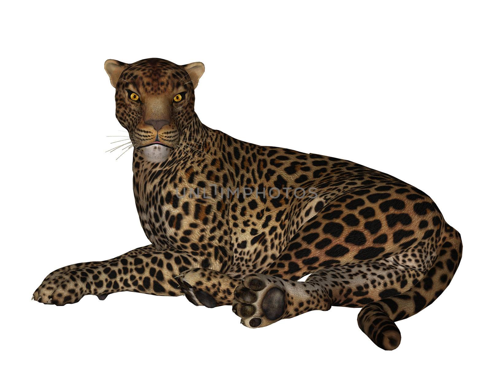 Jaguar laying down