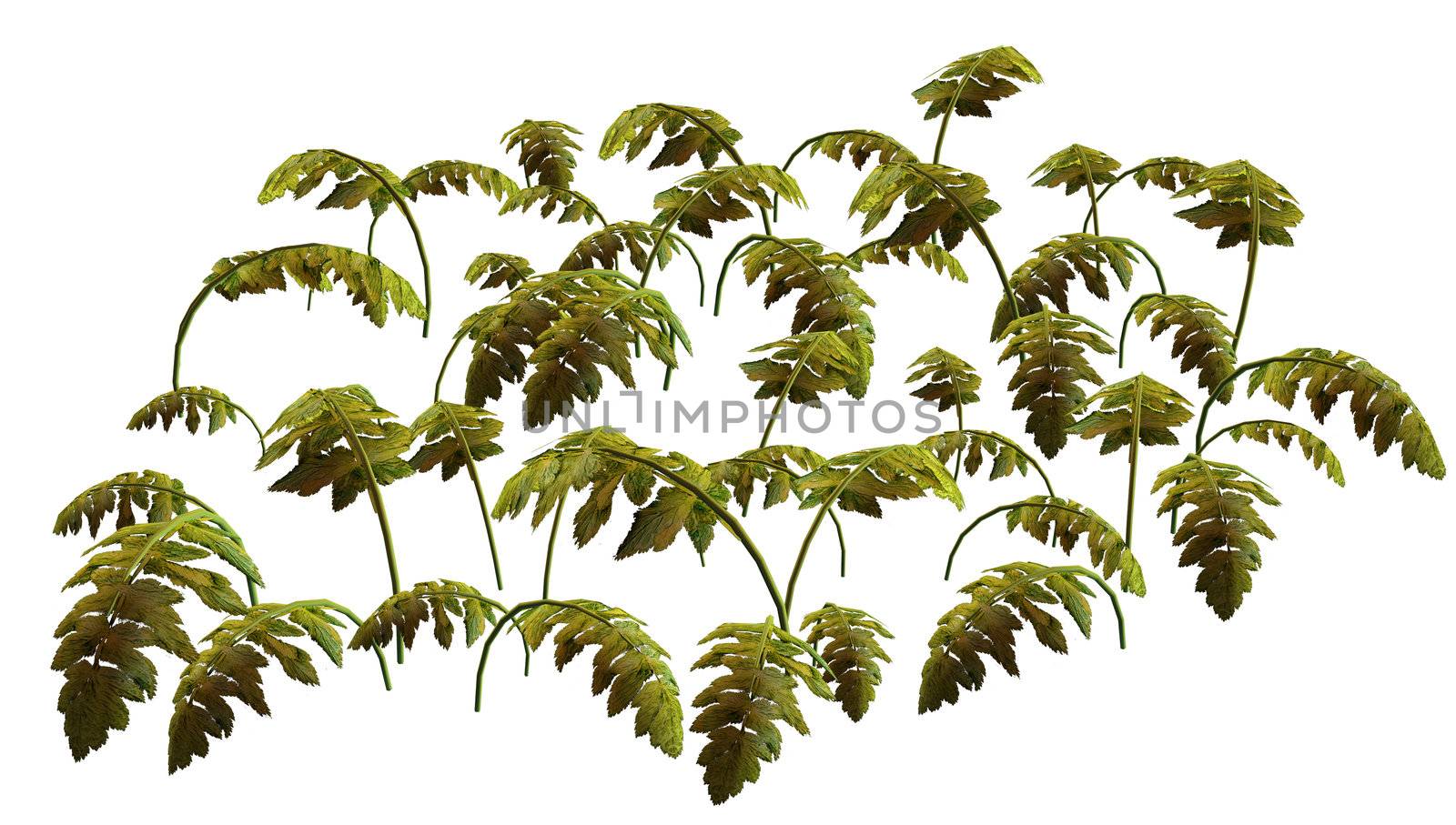 Green jungle plant on a white background