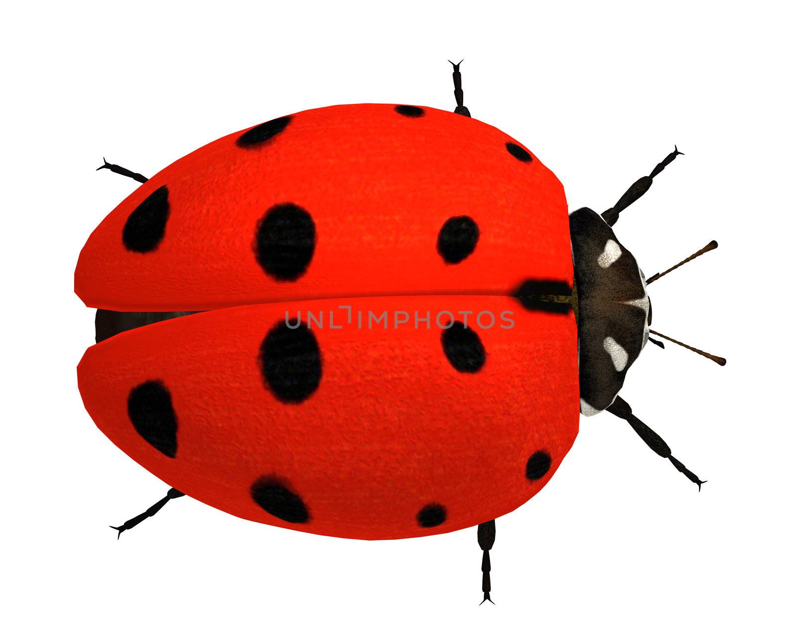 Ladybug by kathygold
