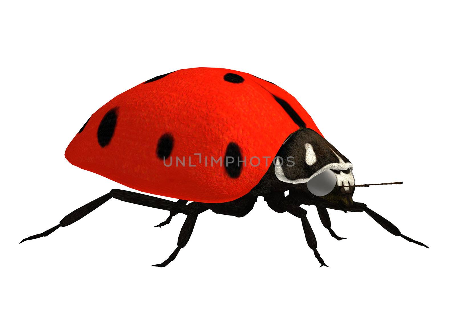 Ladybug by kathygold