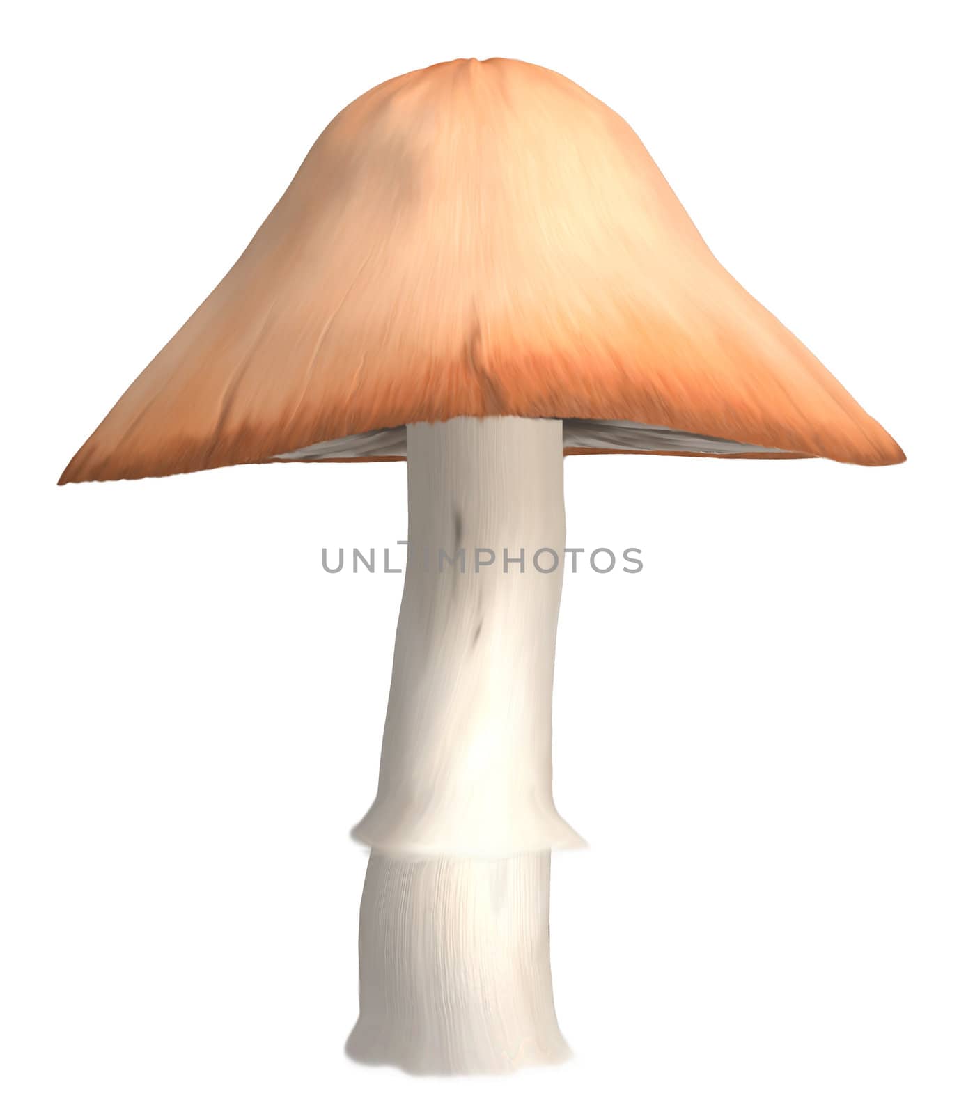 Orange mushroom with white stem on a what background