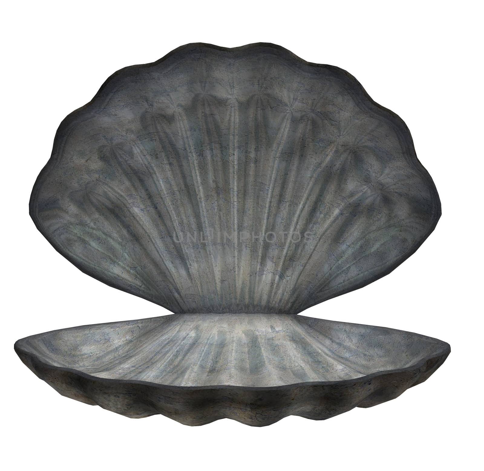 Large Sea Shell by kathygold