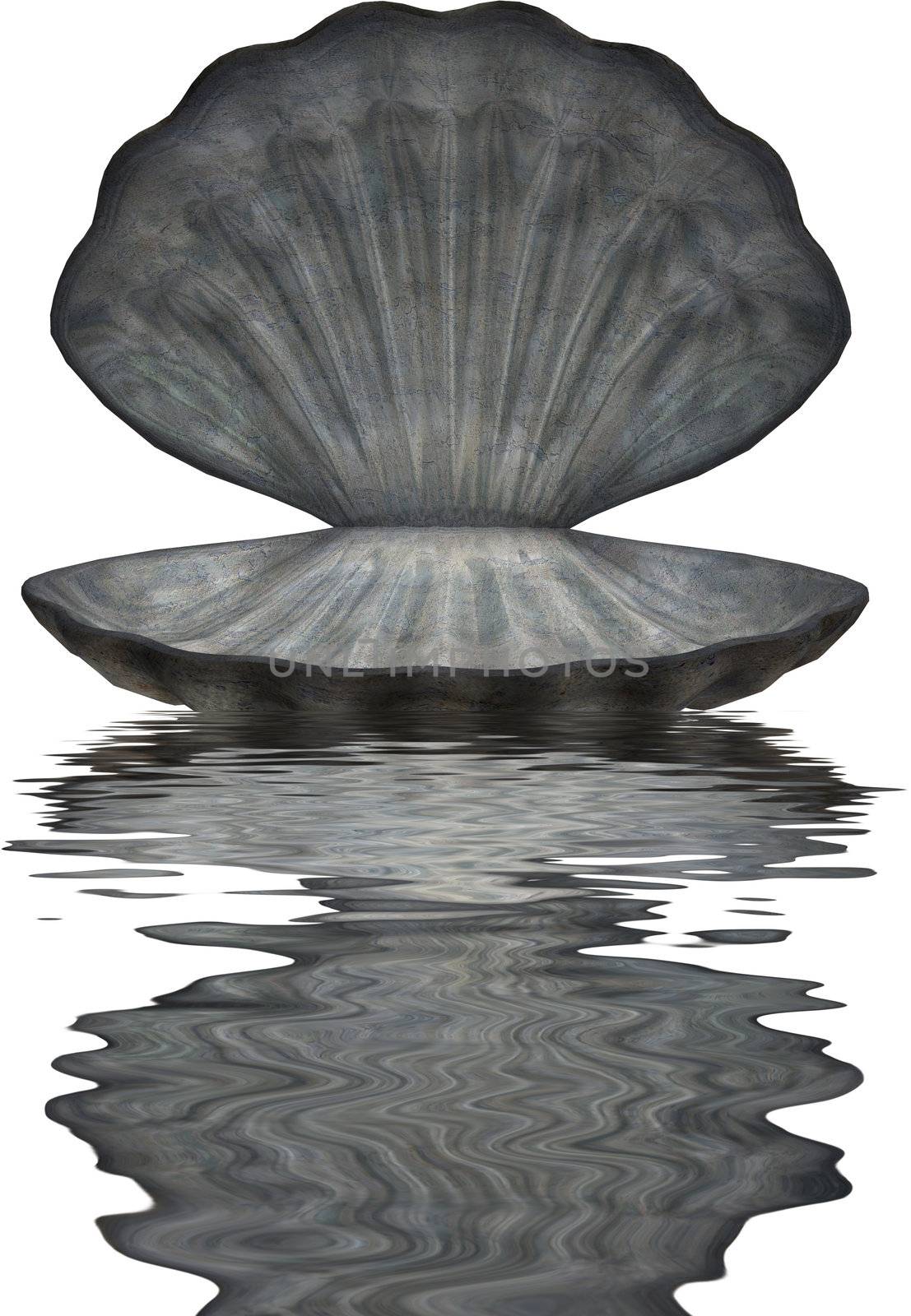 Large blue grey sea shell in water