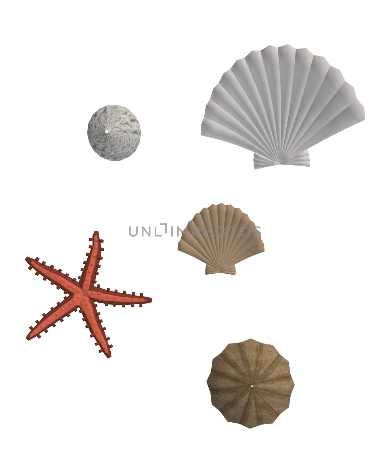 Sea shells and star fish