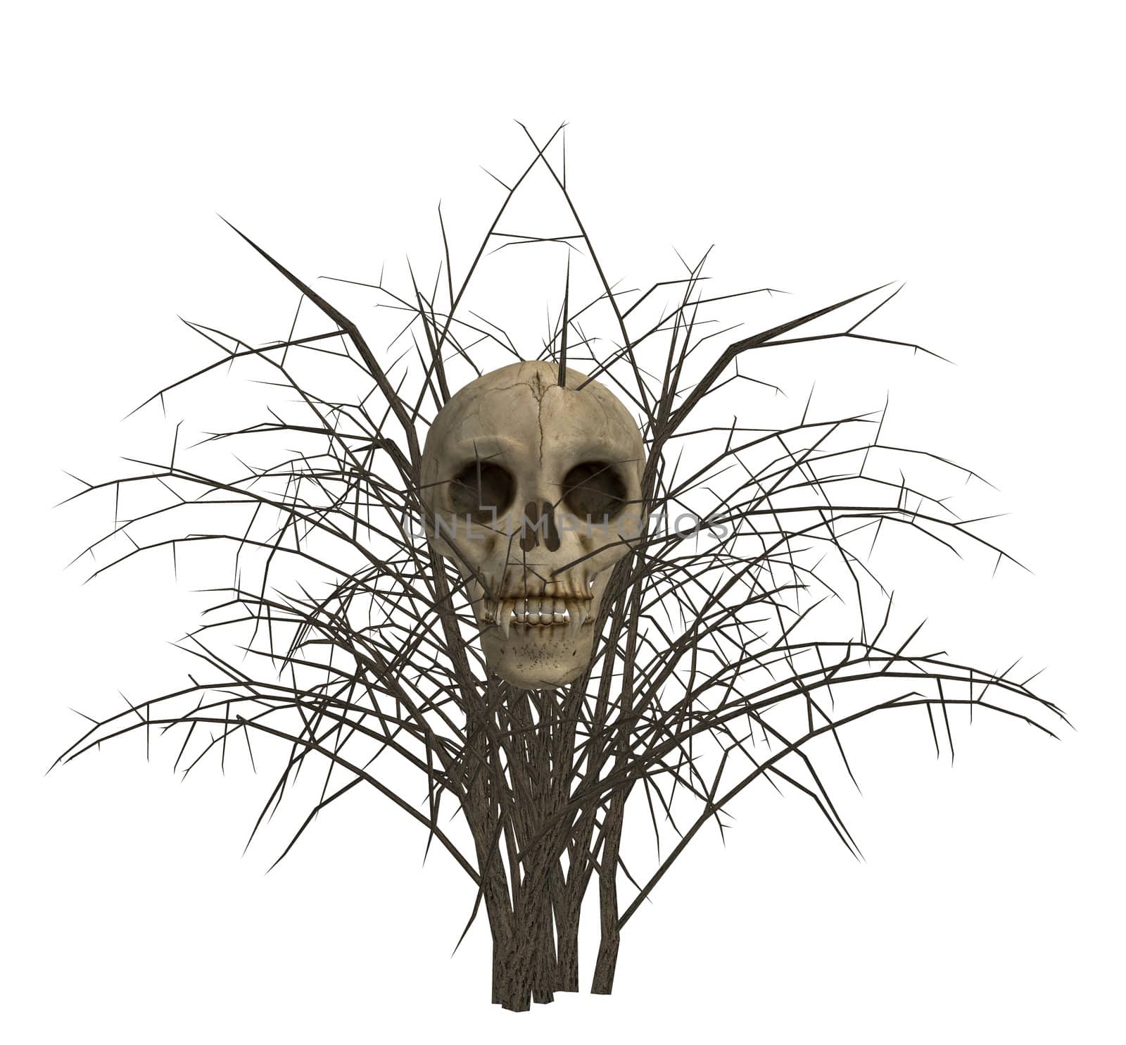 Skull in bush