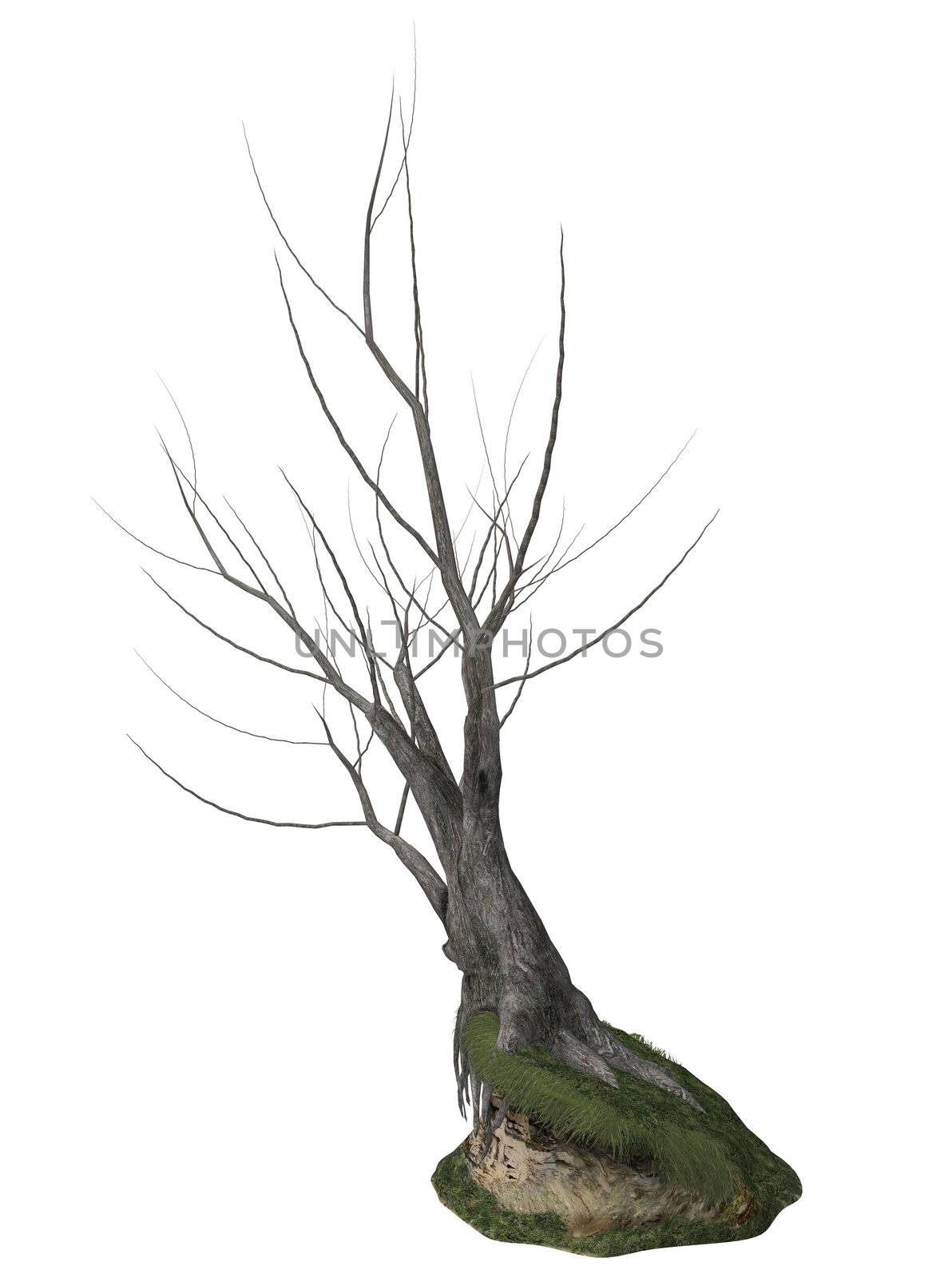 Dead Tree by kathygold