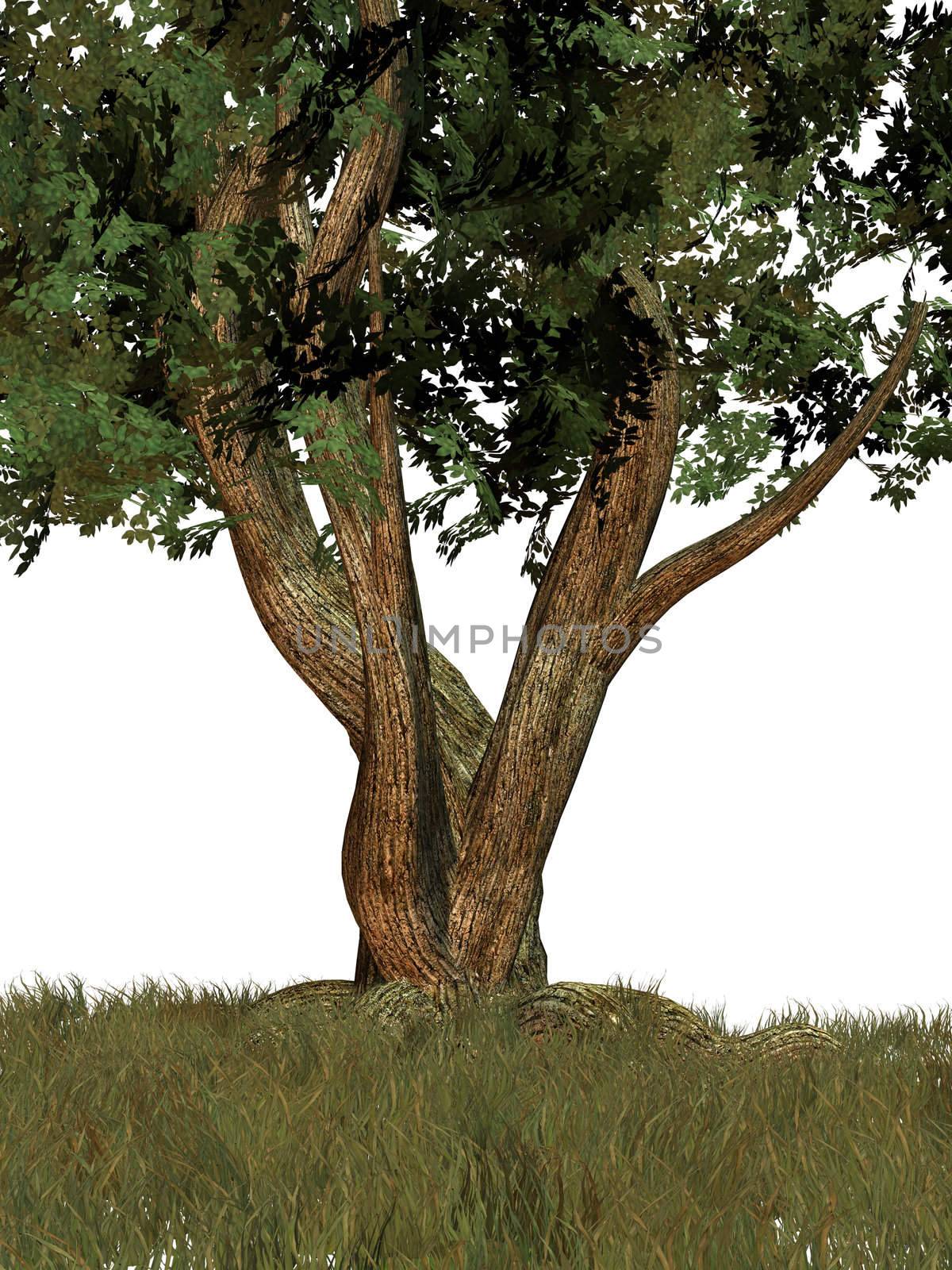 One Big Tree by kathygold