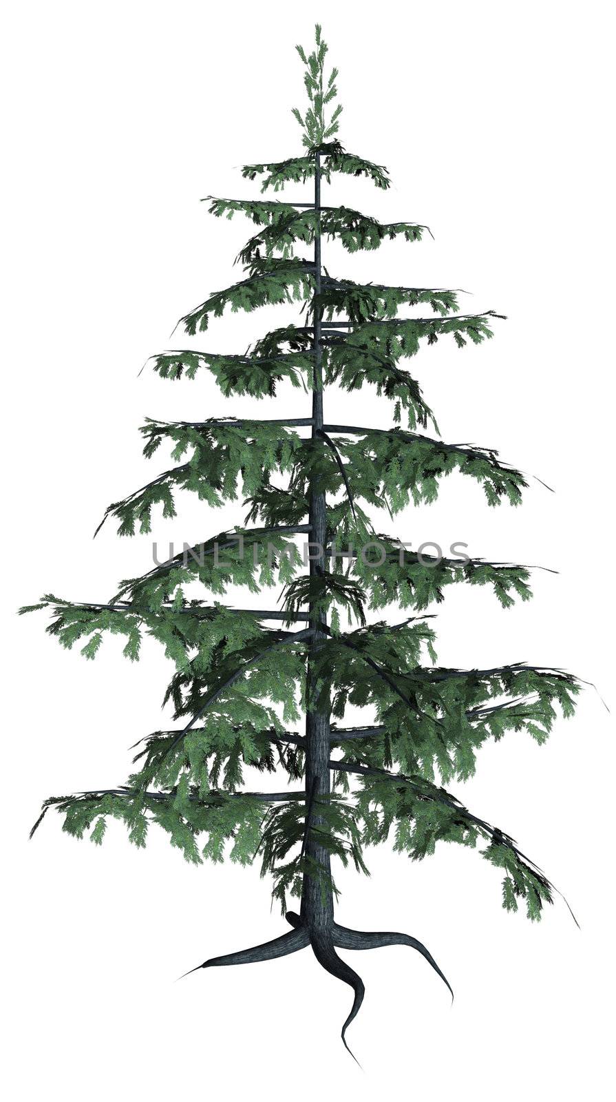Full Pine tree on a white background