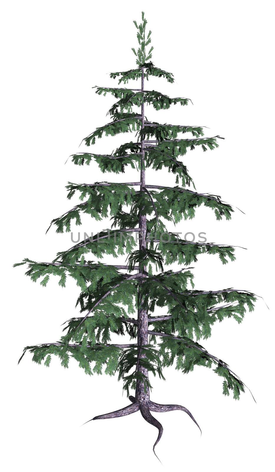 Full Pine tree on a white background