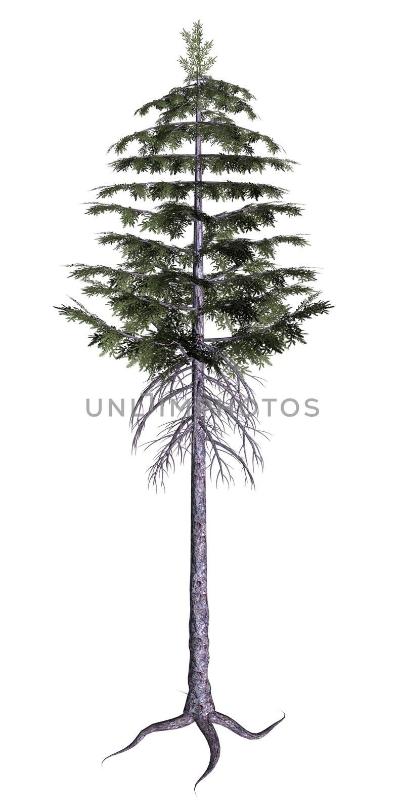 Pine Tree by kathygold