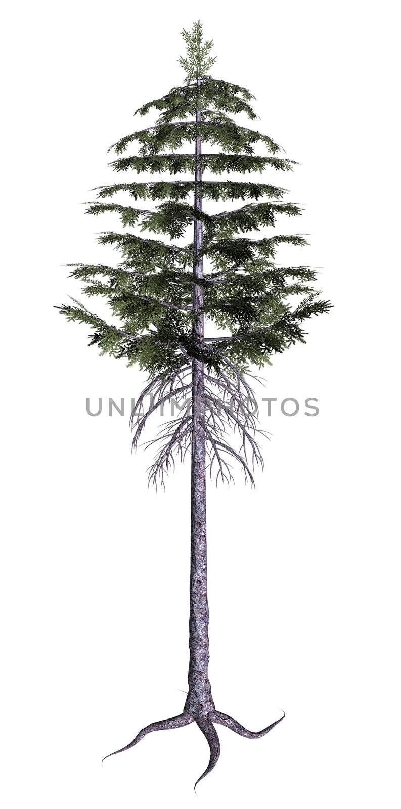 Full Pine tree on a white background