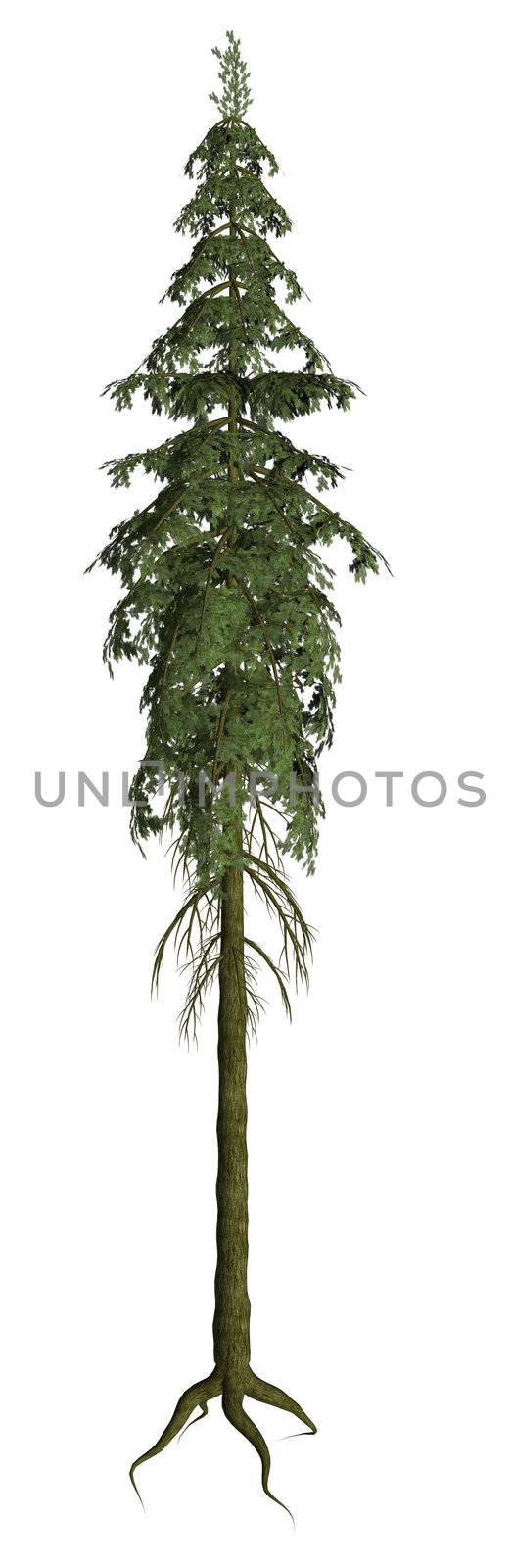 Full Pine tree on a white background