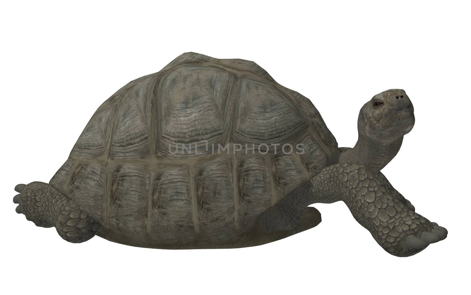 Big Turtle by kathygold