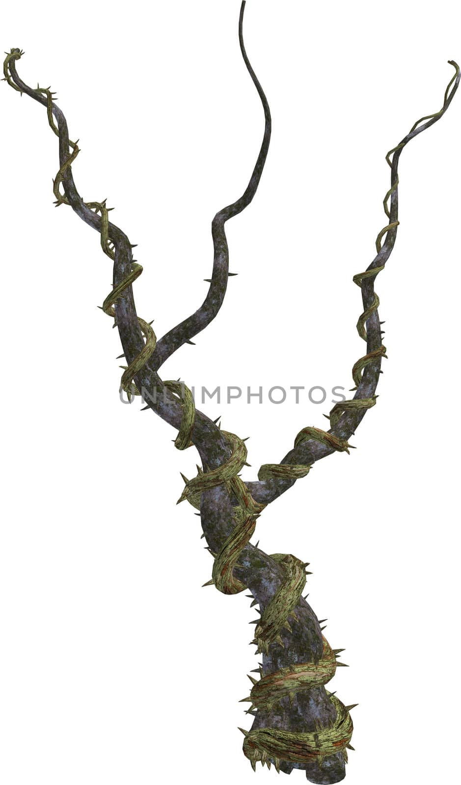 Climbing vines with thornes on a white background