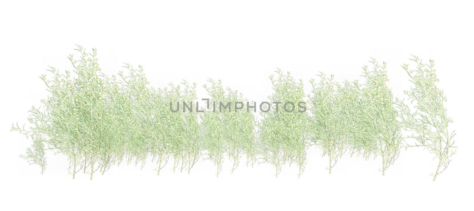 White Grass  foliage on a white background