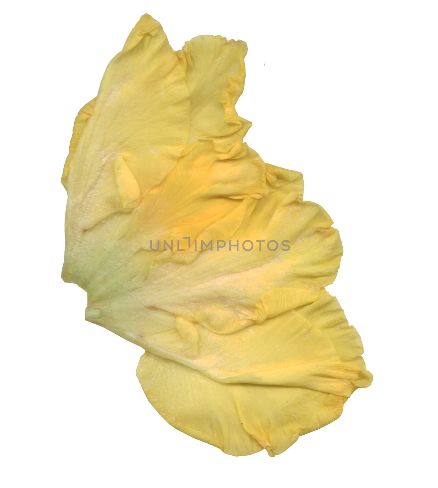 Yellow rose petals on a white background
