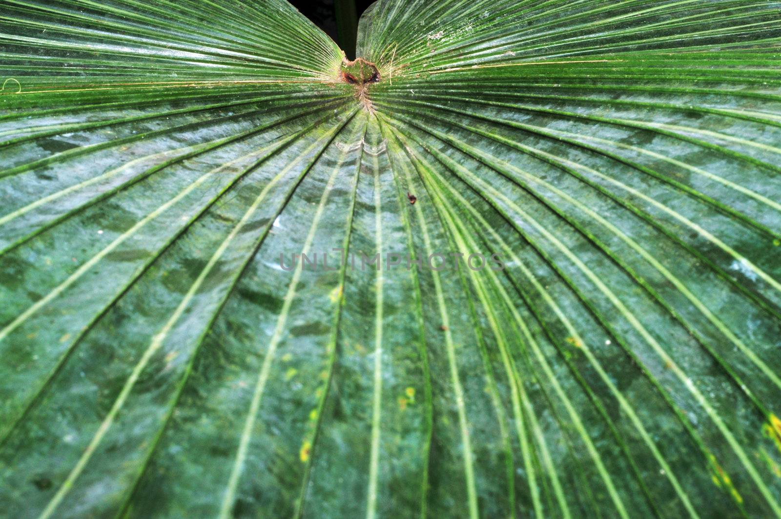 a leaf texture background with a slight blur to focus