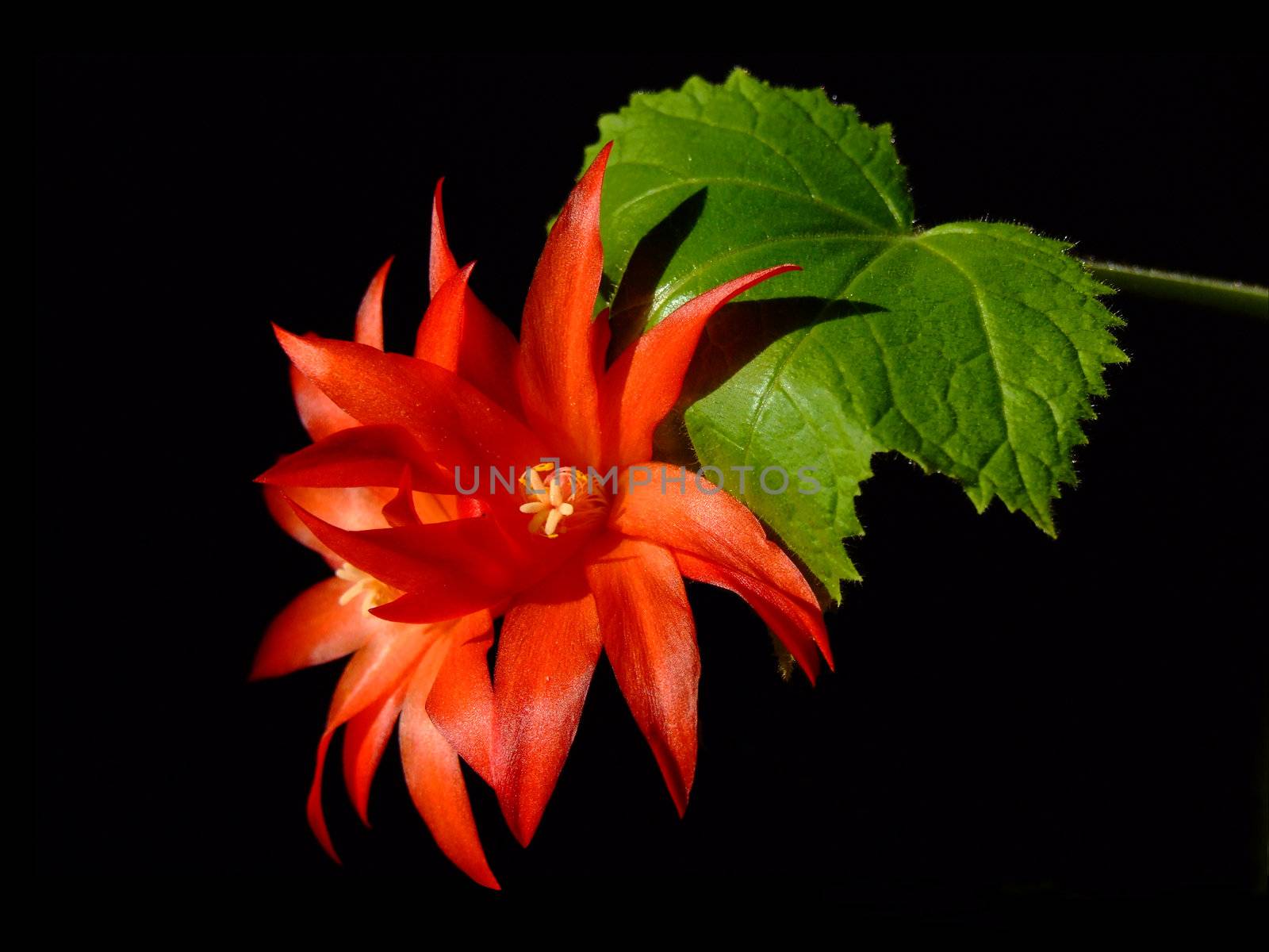 rote Kaktusblüte