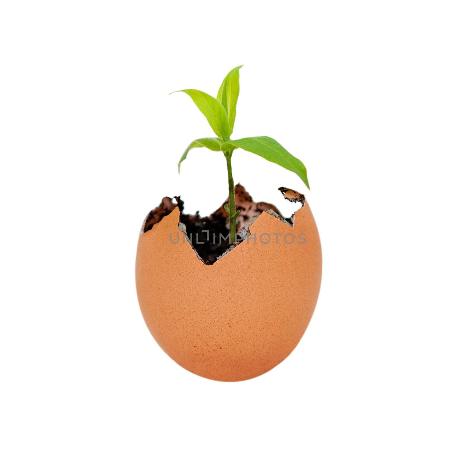 Brown egg shell cracked open with Earth dirt sand and sprouting green plant growing metaphor for new life and environment, isolated.