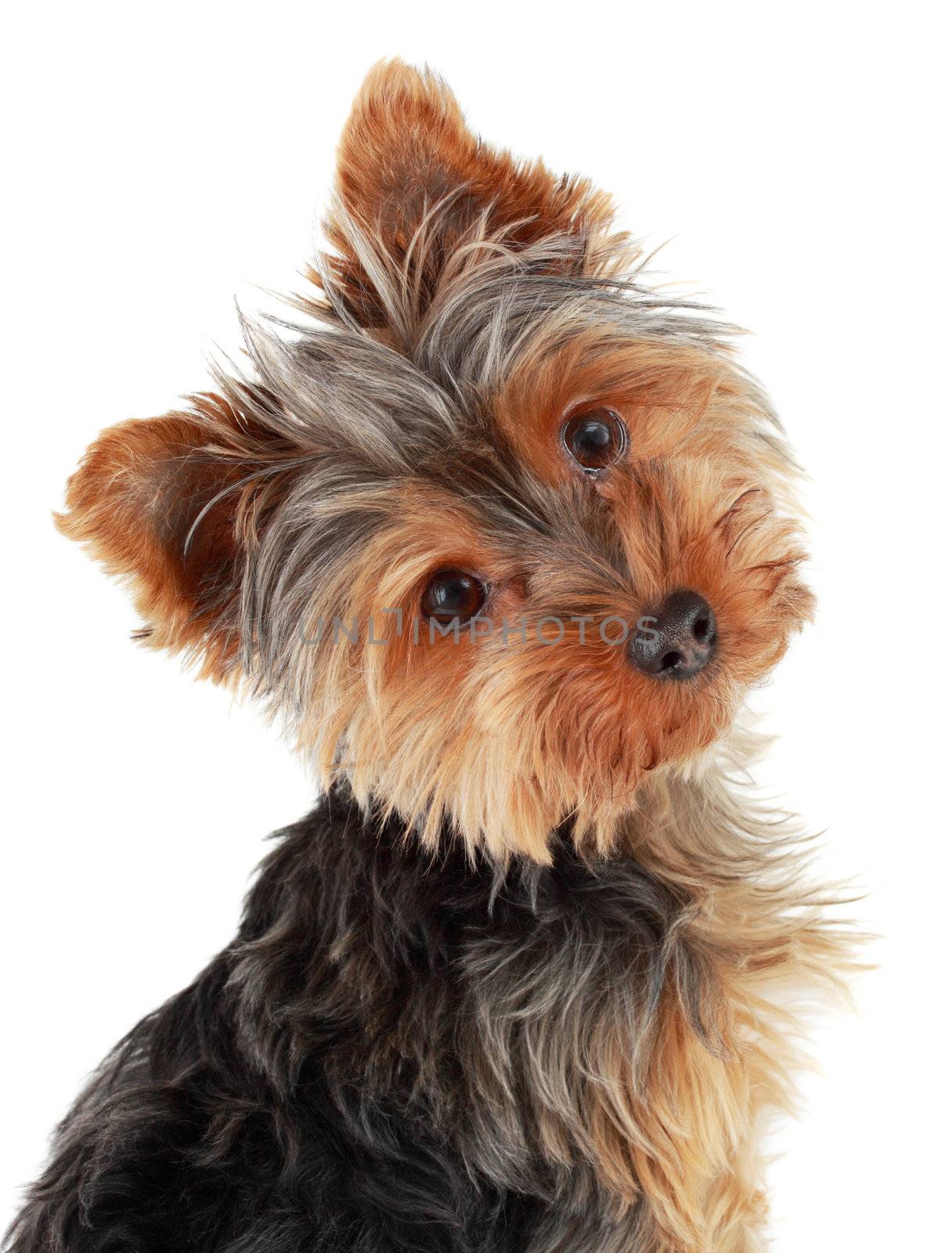 Cute Yorkie puppy by lanalanglois
