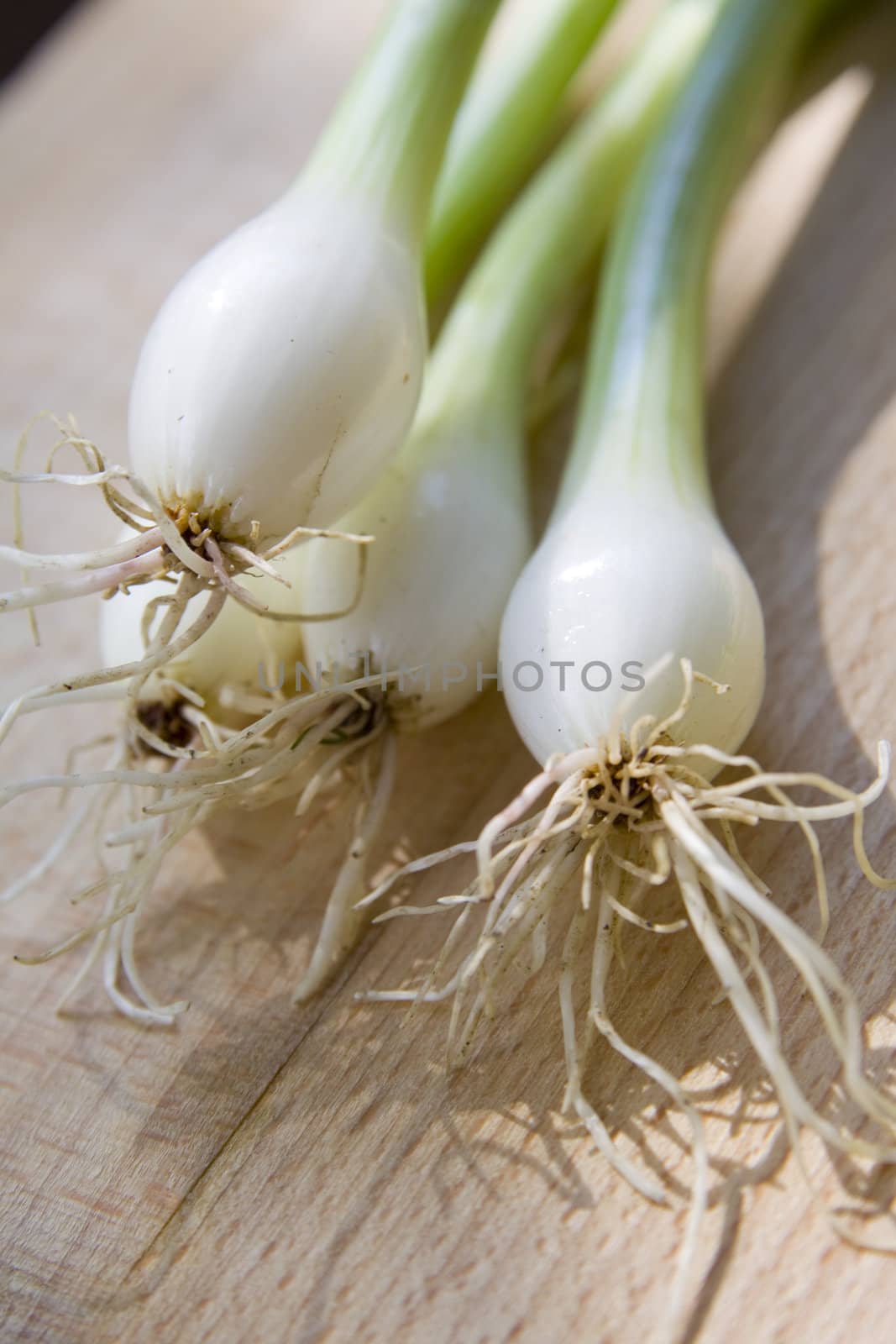 A bunch of fresh green spring onions