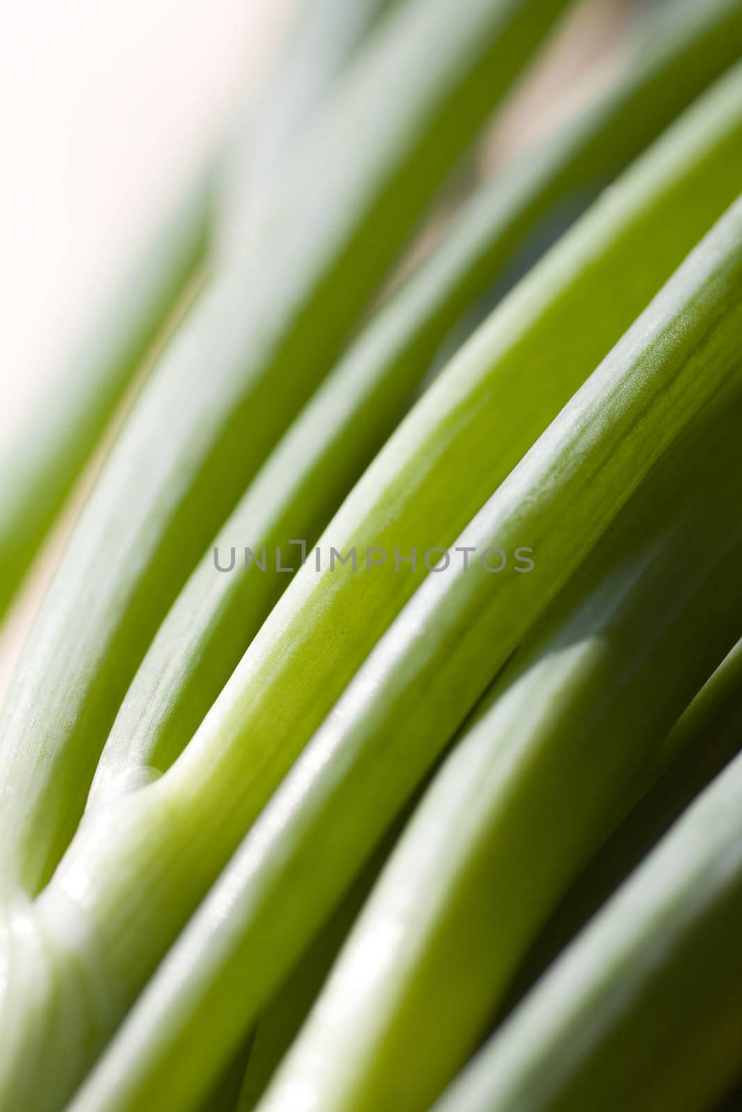 A bunch of fresh green spring onions