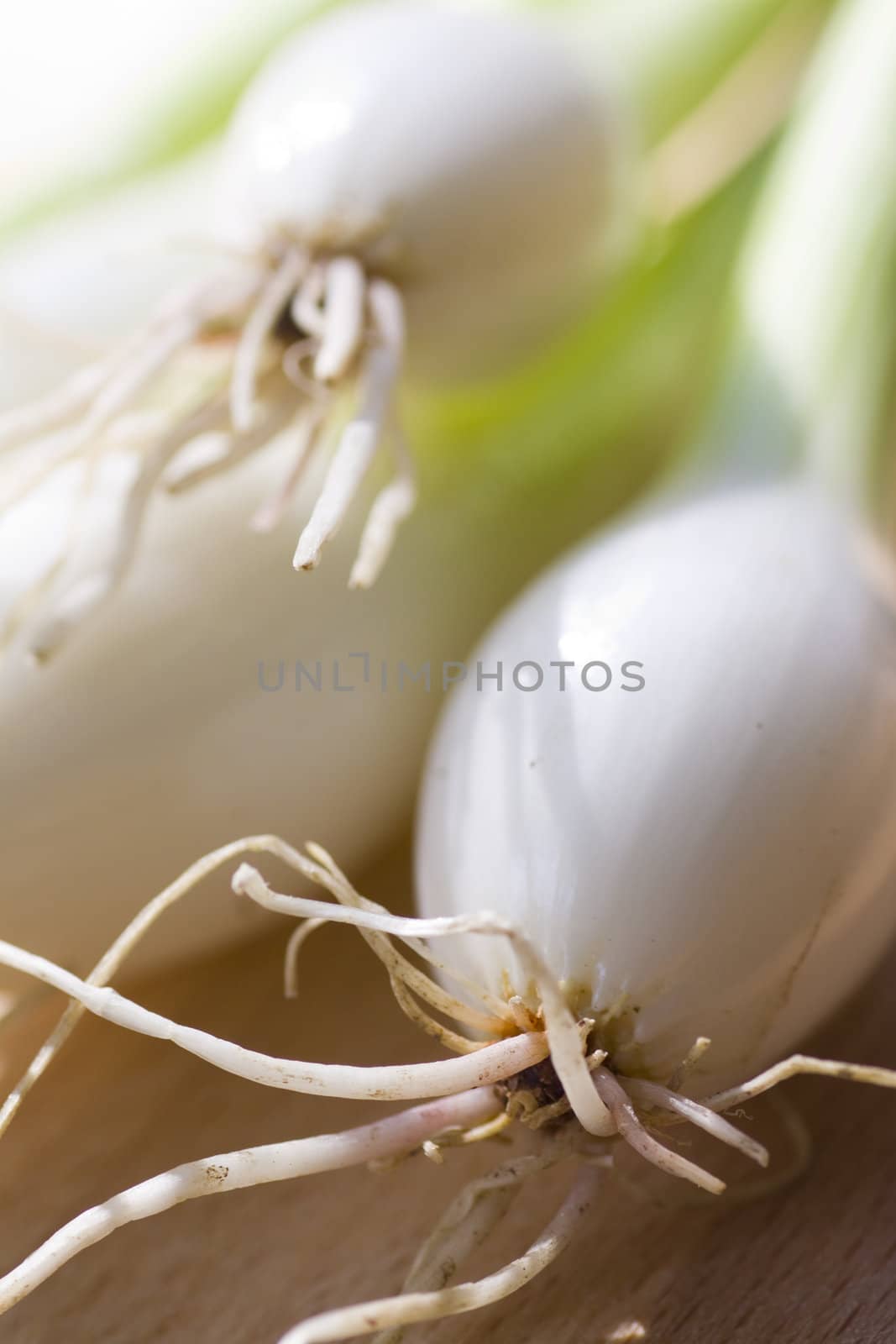 A bunch of fresh green spring onions