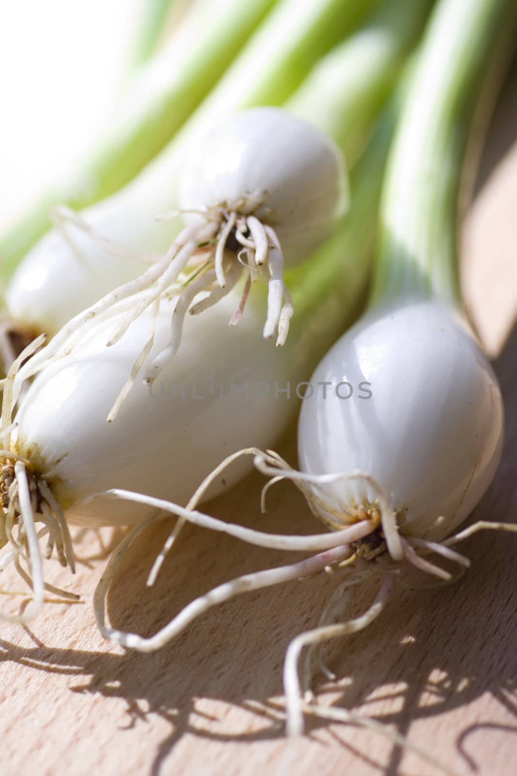 A bunch of fresh green spring onions