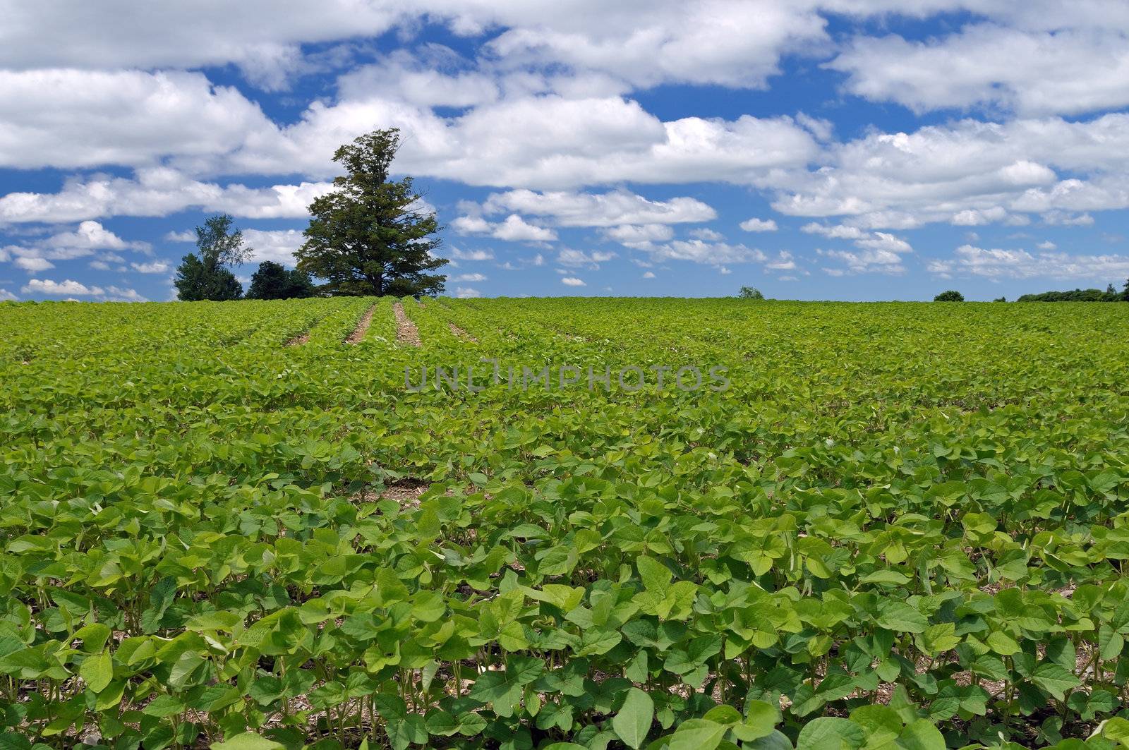 soybeans in a large field with a tree