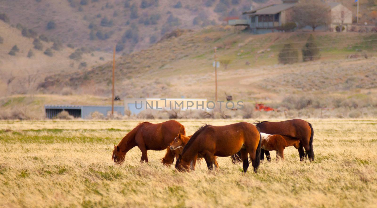 A family of wild horses gets close to civilization.
