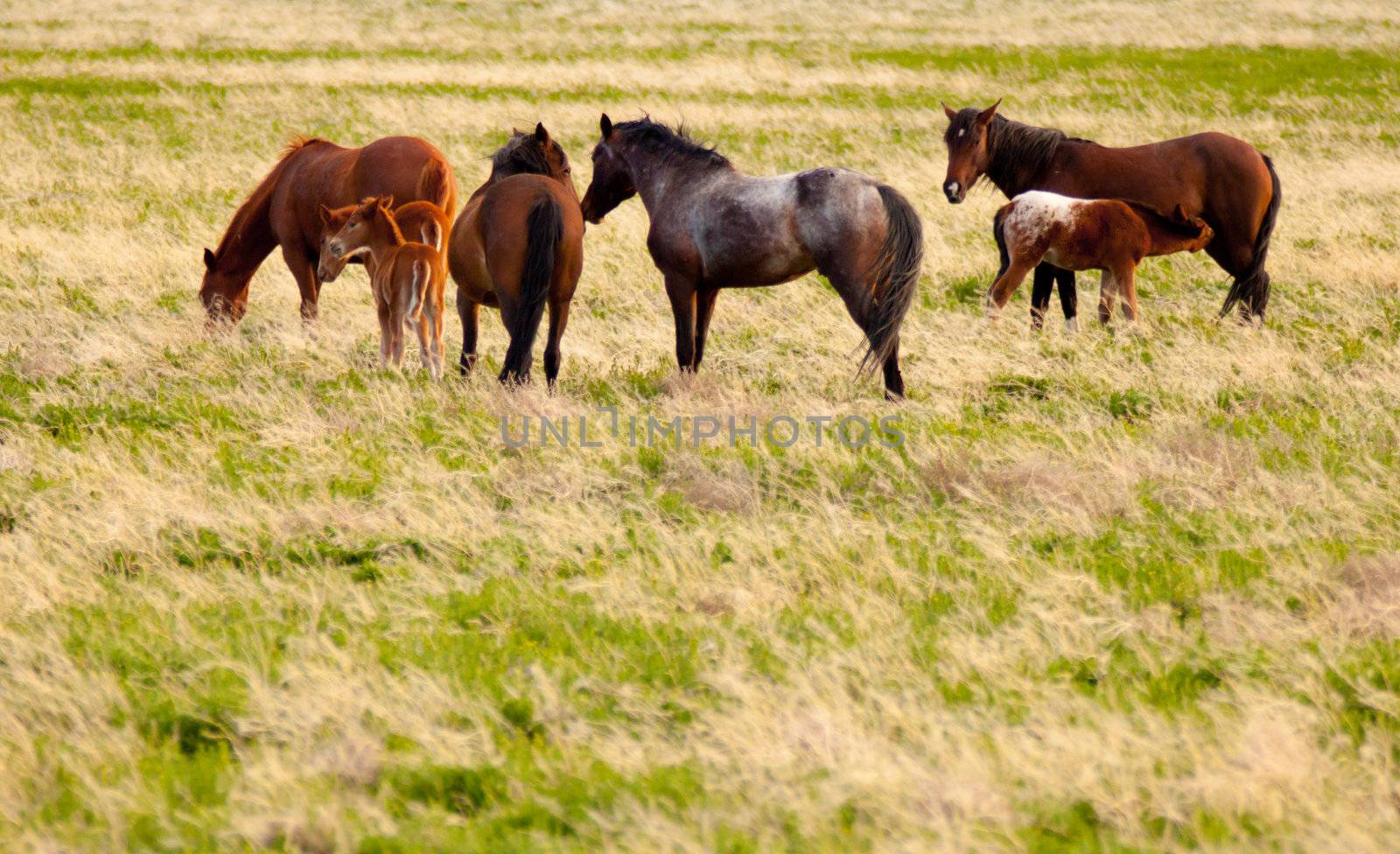A group of wild horses.  The have there new borns with them.