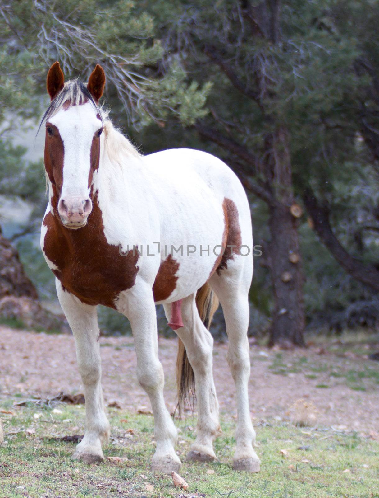 A wild horse in nature.  The horse has just finished mating