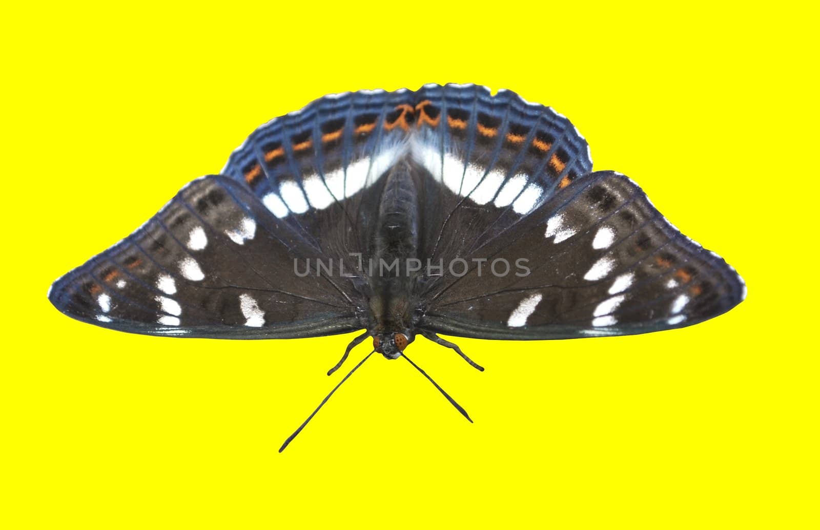 the  butterfly Limenitis populi on the white background