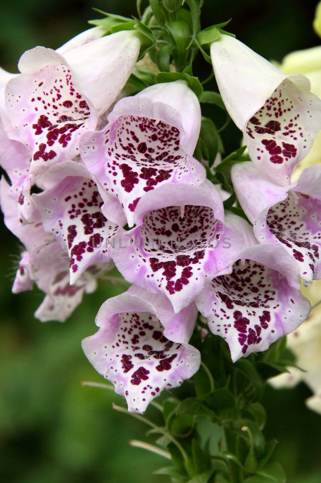 Each Foxglove ('digitalis') flower has a unique pattern within its tubular shape. Digitalis is used in the treatment of heart conditions.