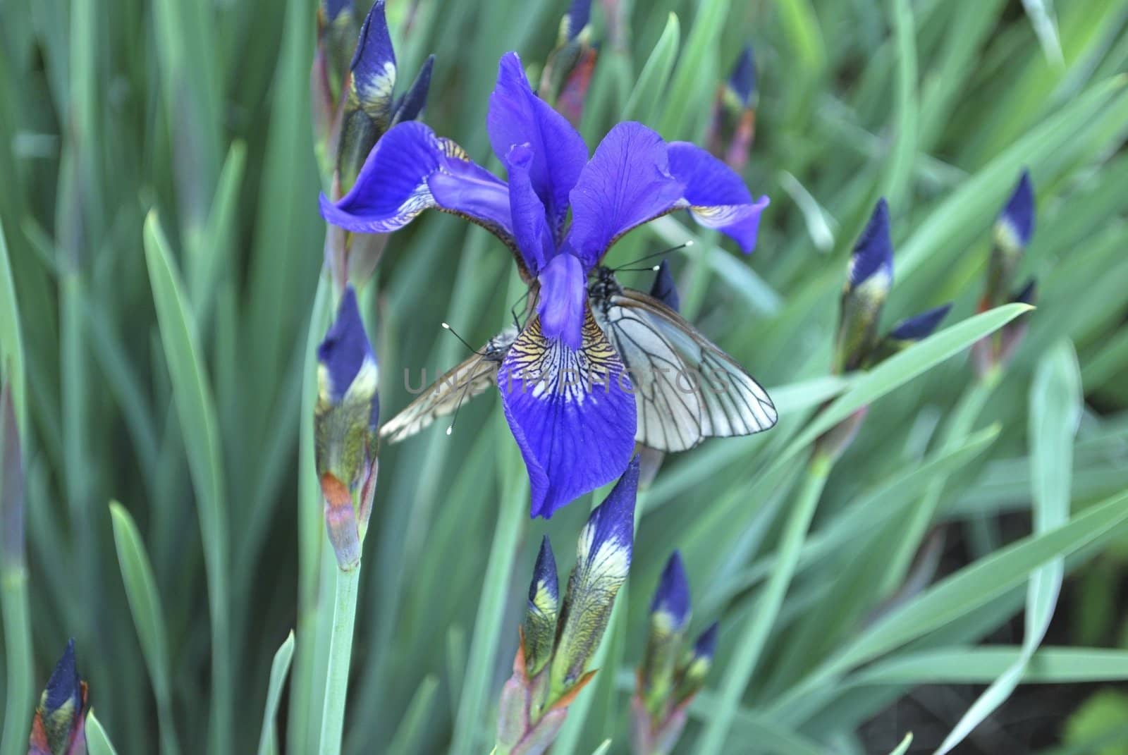 the iris and the white butterflies  macro