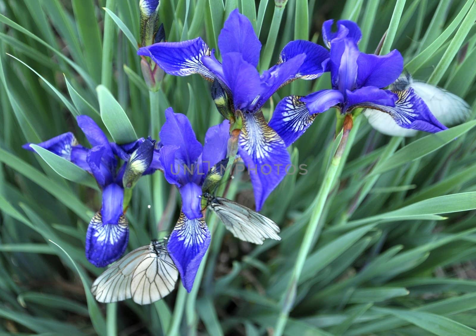 the iris and the white butterflies? macro