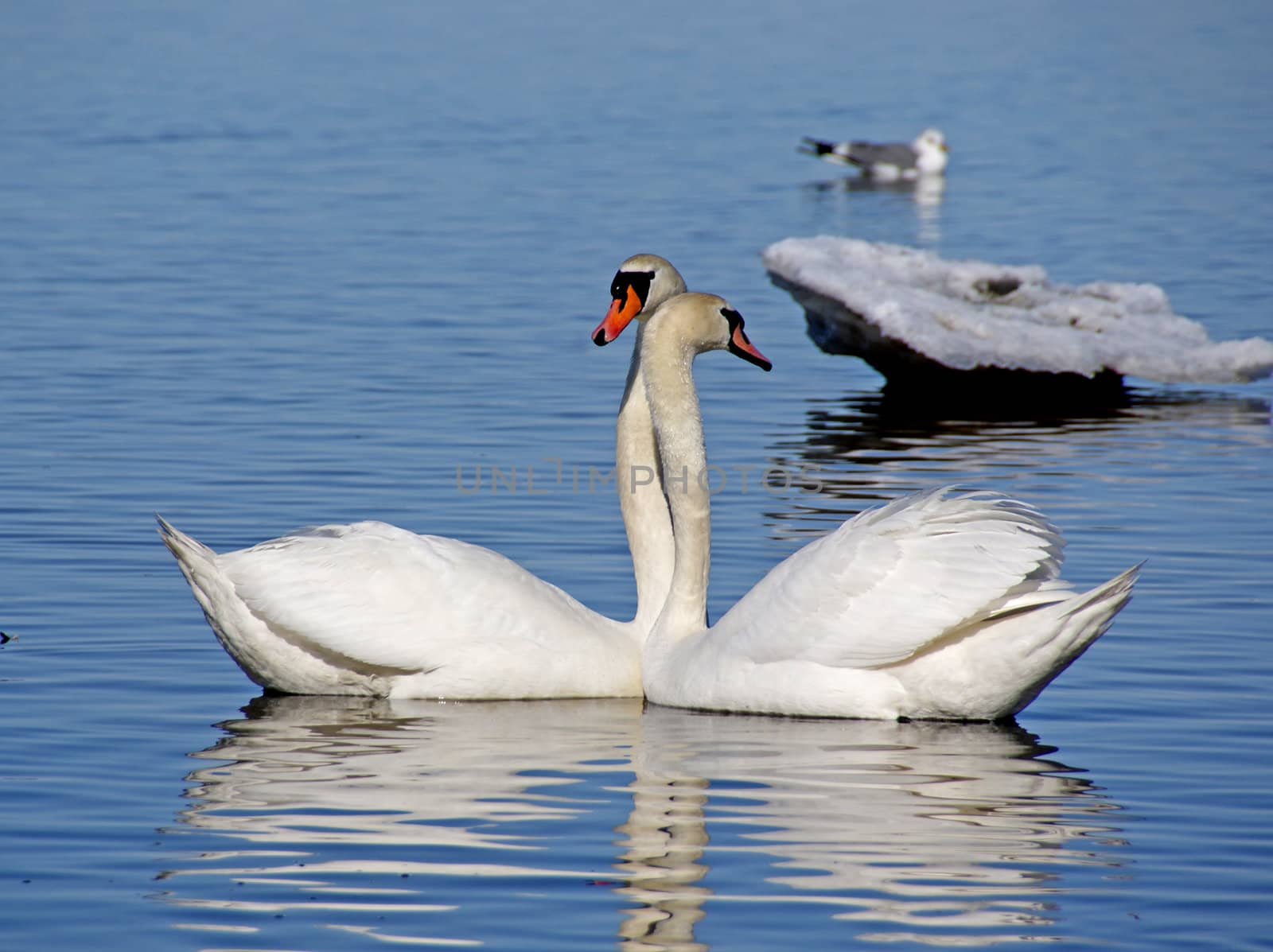 Swans have gently touched to each other