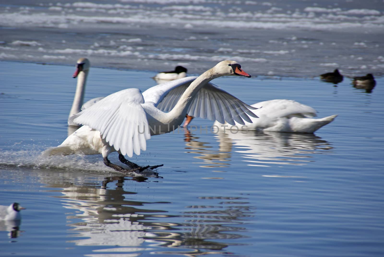 The swan lands on water