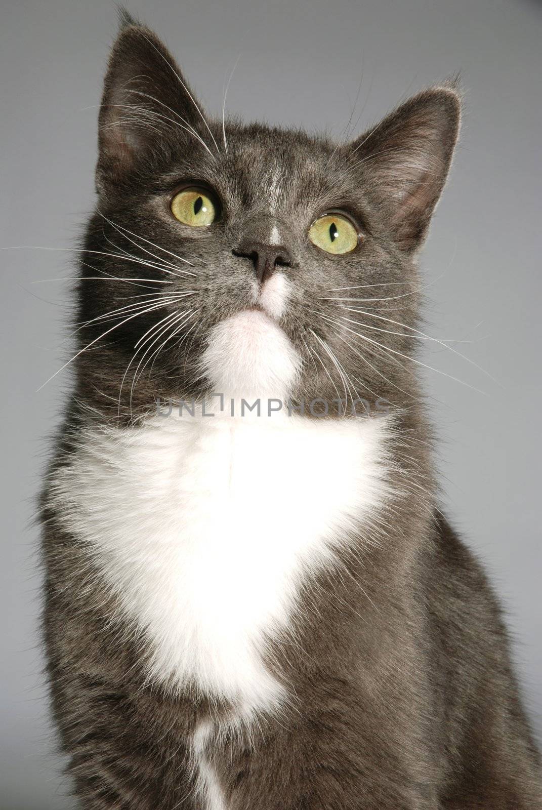 A portrait of a grey and white cat on grey