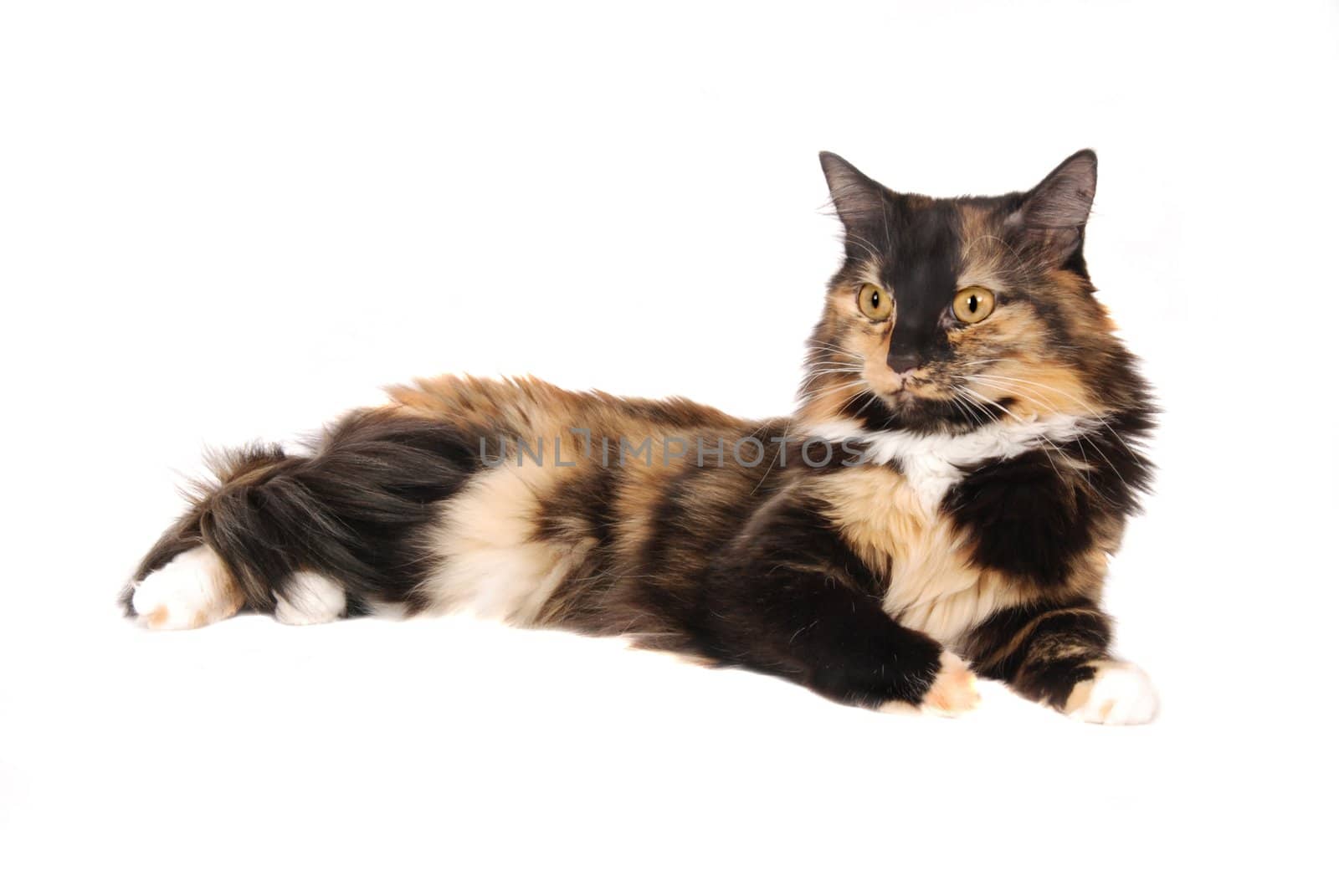 A calico cat laying down on white