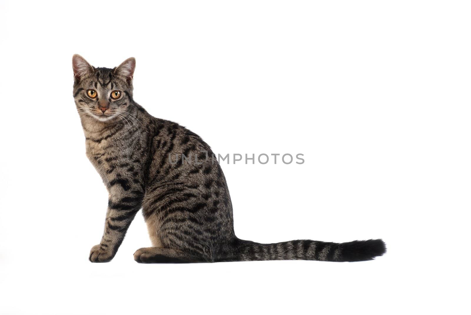A tabby cat sitting on white