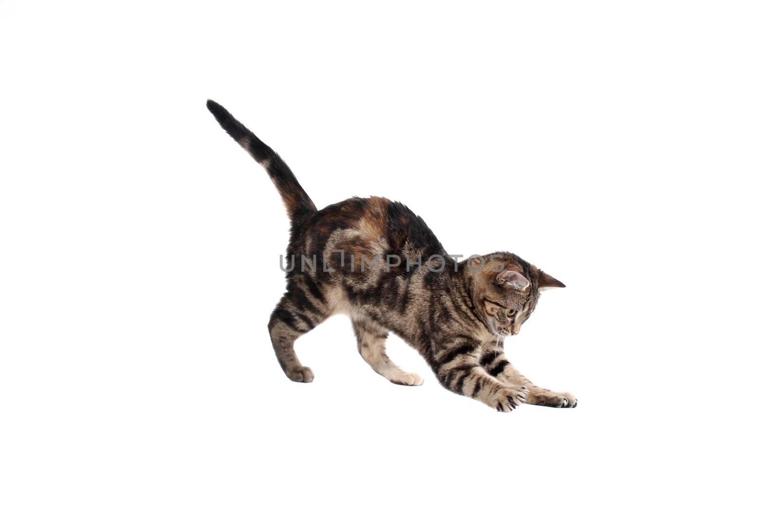 A pouncing kitten isolated on white