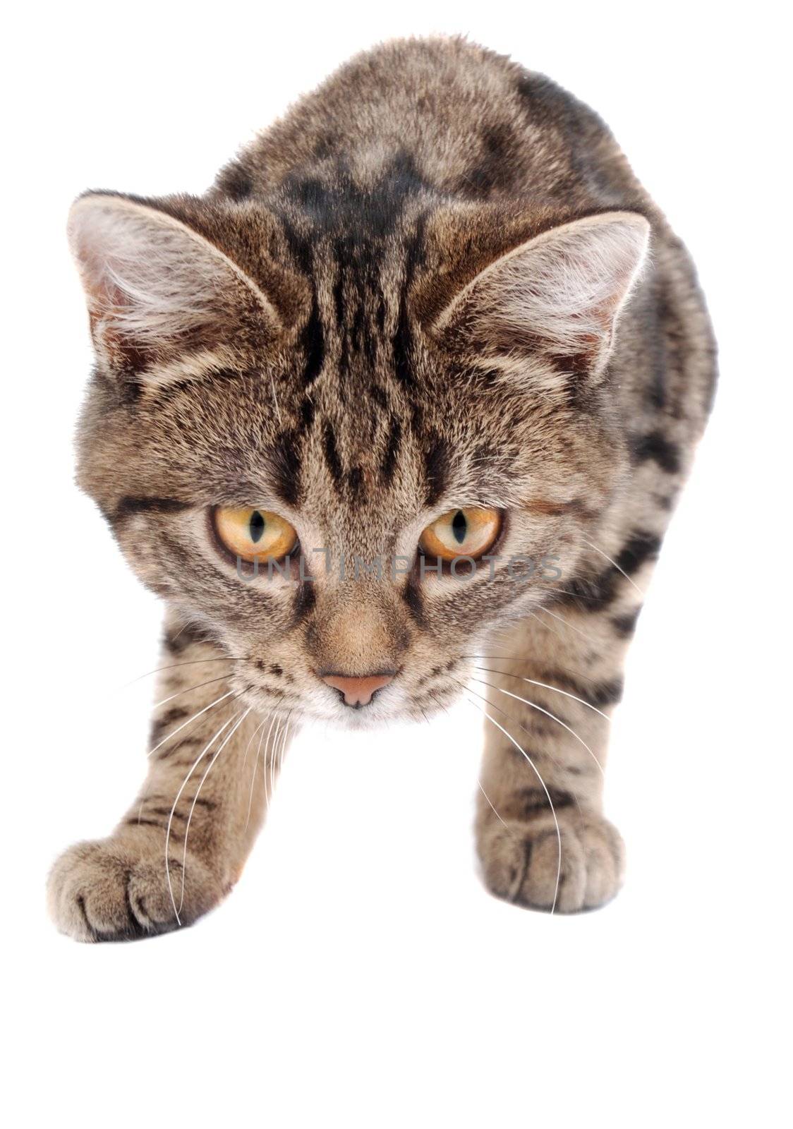 A stalking tabby kitten on white