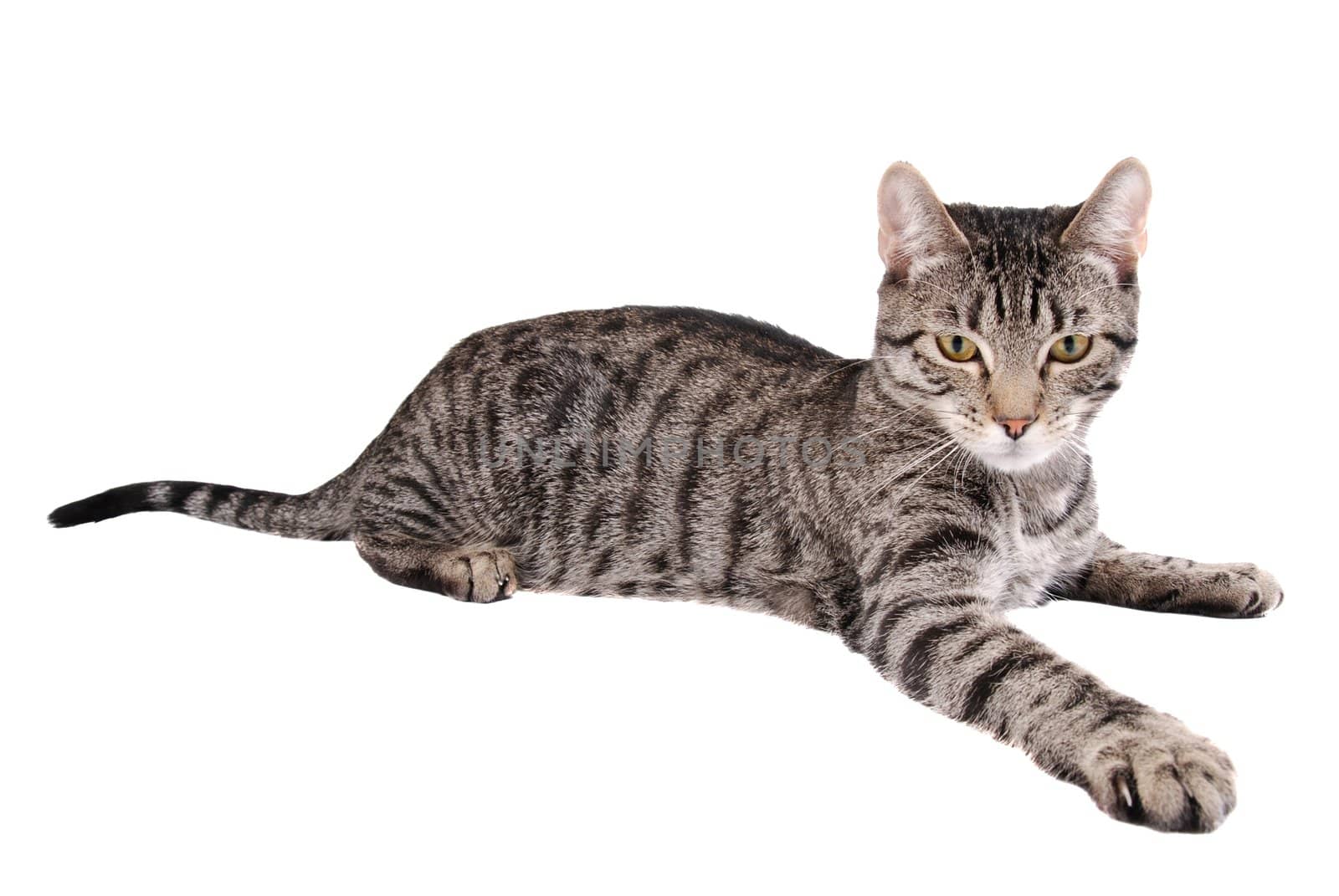 A tabby cat reaching out on white