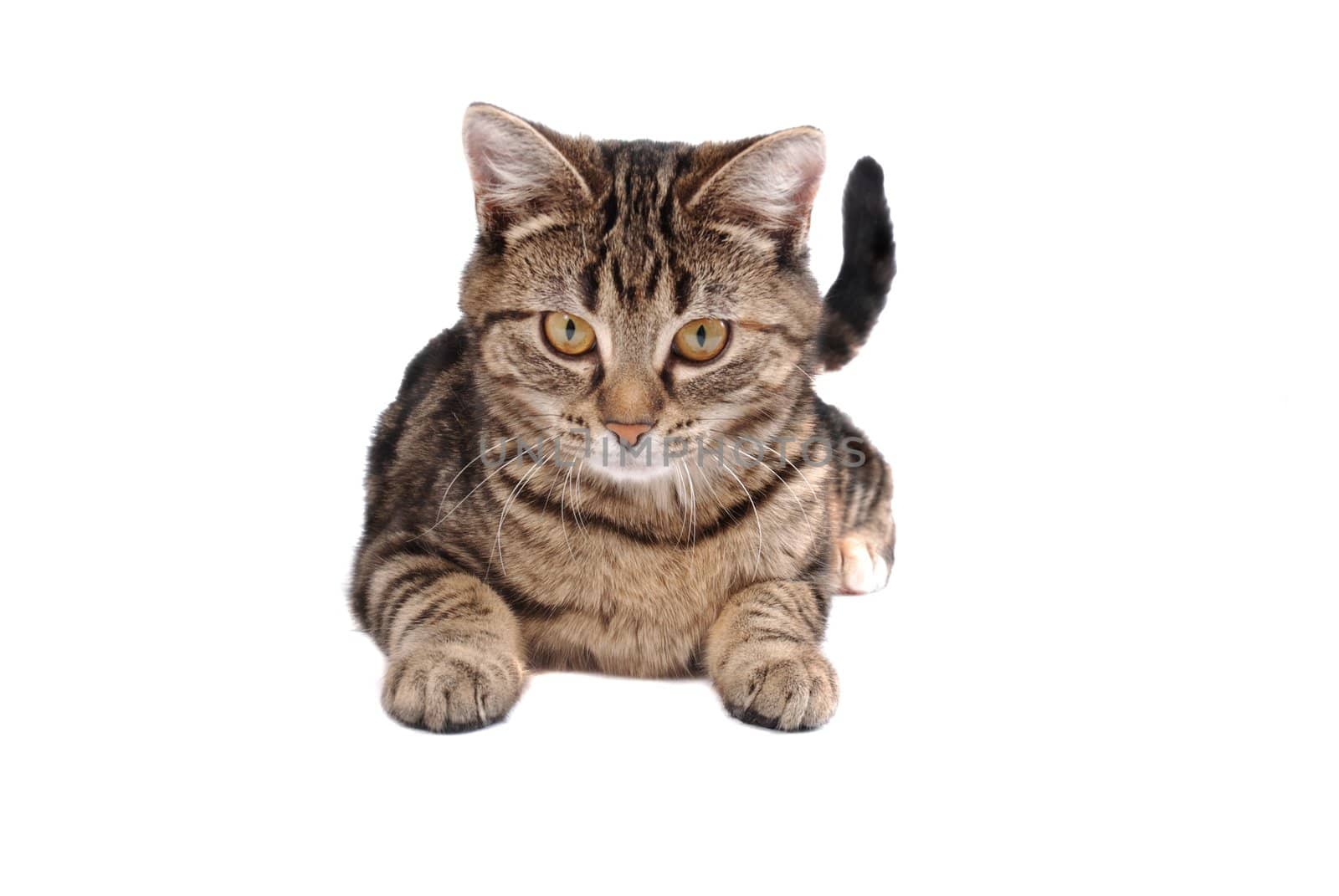 A tabby cat laying down on white