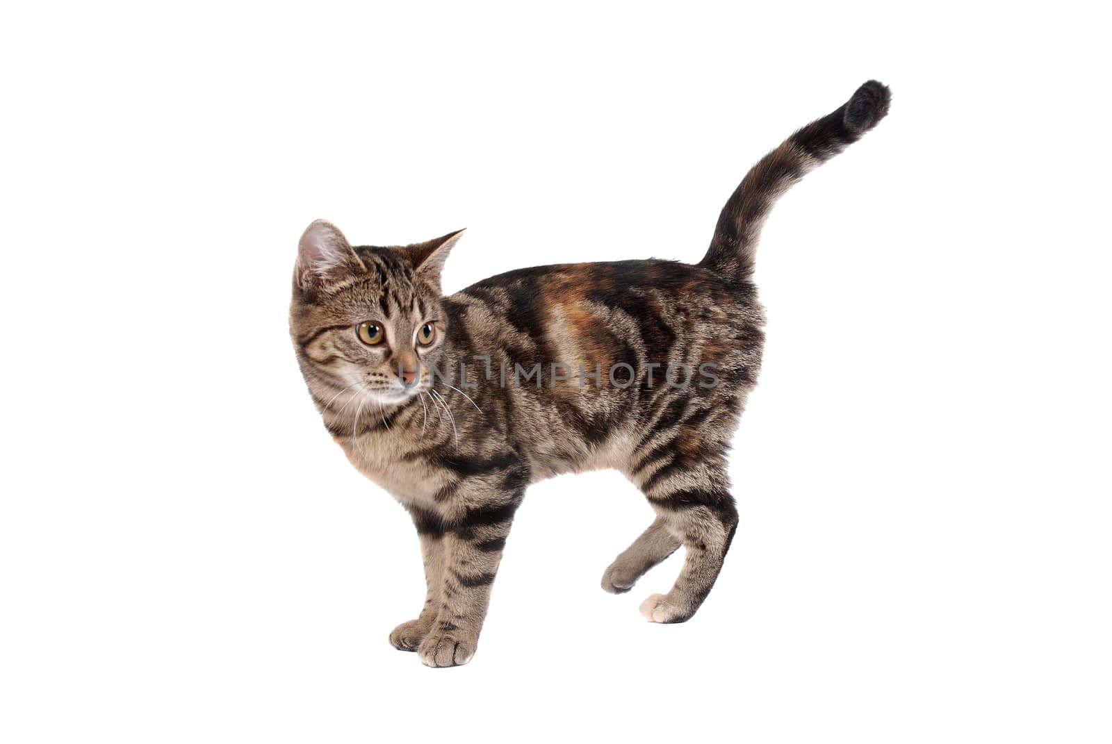 A tabby cat isolated on white