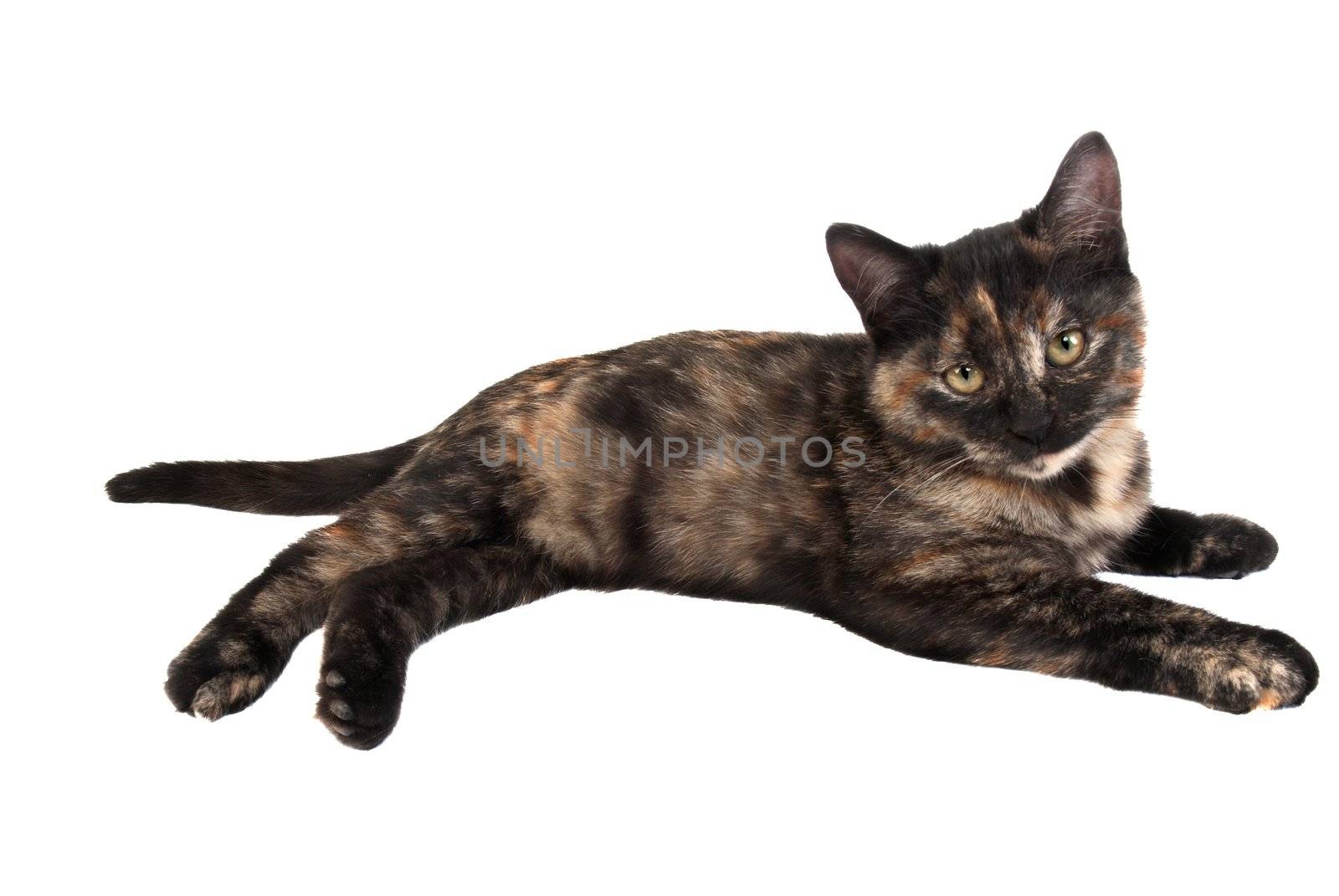 A calico kitten laying down on white